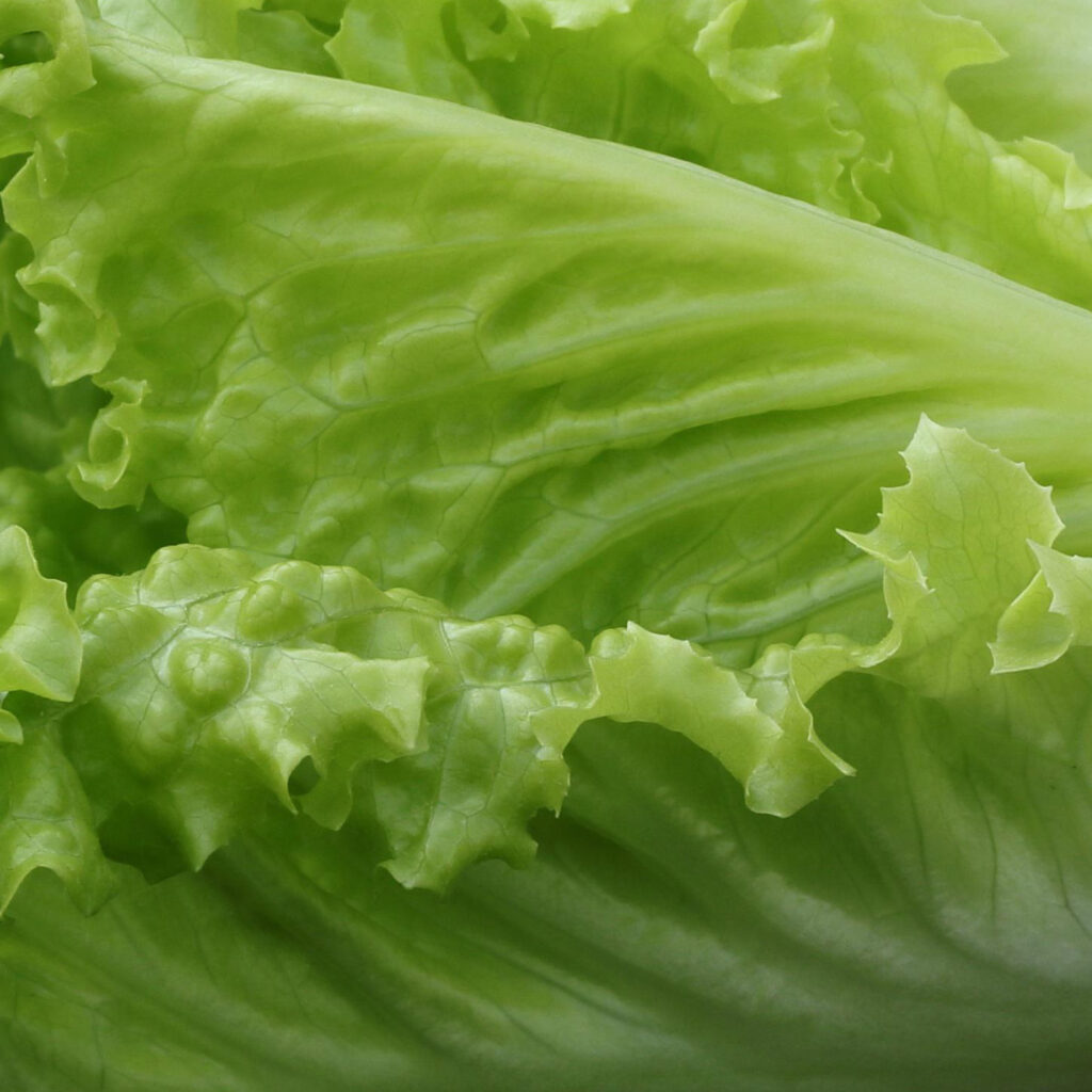 Little Gem Lettuce Growers